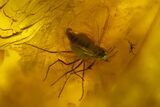Fossil Flies (Diptera) and a Mite (Acari) in Baltic Amber #159772-2